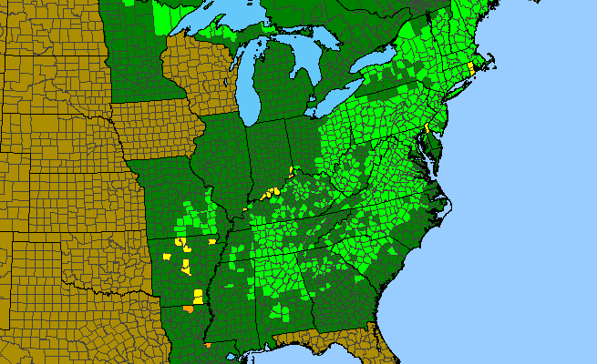 The range of Micranthes virginiensis